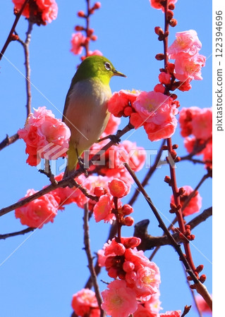 Suigetsu Park (Ikeda City, Osaka Prefecture) Plum blossoms in full bloom <A Japanese white-eye sucking the nectar of Mayabeni> 122394696