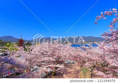 [Hiroshima Prefecture] Cherry blossoms in full bloom, the five-storied pagoda of Itsukushima Shrine and Toyokuni Shrine (Miyajima) 122394979