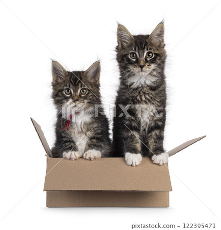 Maine Coon kittens on white background Maine Coon kittens on white background 122395471
