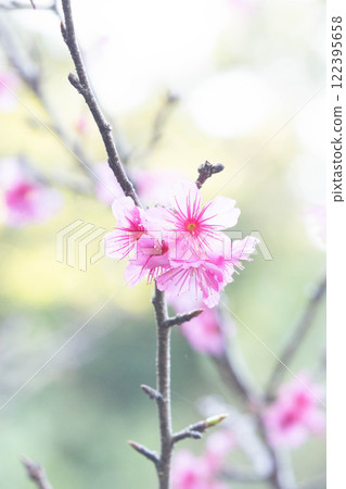 Cherry Blossom	 122395658