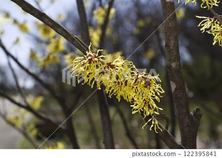 The yellow flowers of witch hazel are in bloom. The scientific name is Hamamelis japonica. The yellow flowers of witch hazel are in bloom. The scientific name is Hamamelis japonica. 122395841