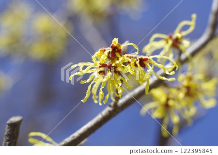 The yellow flowers of witch hazel are in bloom. The scientific name is Hamamelis japonica. 122395845
