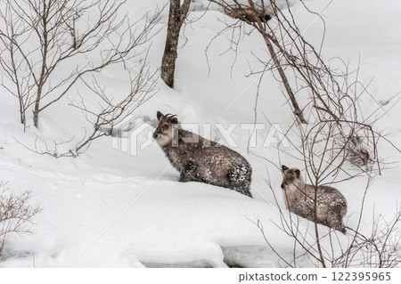 Winter: Mother and child serow in the snow (Hida Takayama) Winter: Mother and child serow in the snow (Hida Takayama) 122395965