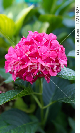 A vibrant pink hydrangea bloom stands out amid lush green foliage in a serene garden. The close-up showcases the hydrangea's intricate petals, highlighting its natural beauty and vivid colors. 122396273