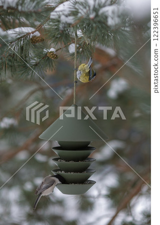 Wild birds on bird feeder with seed in winter. Focus on birds and feeder. Defocused background with trees. Nature concept.. Wild birds on bird feeder with seed in winter. Focus on birds and feeder. Defocused background with trees. Nature concept.. 122396651