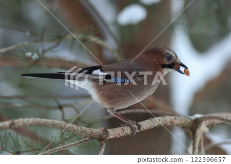 Eurasian Jay eating nuts. Winter bird feeding concept Eurasian Jay eating nuts. Winter bird feeding concept 122396657