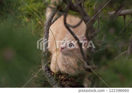 A curious and fluffy orange kitten exploring outdoors. A curious and fluffy orange kitten exploring outdoors. 122396660