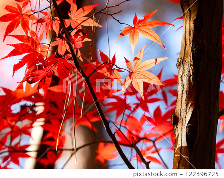 Brightly colored autumn leaves shining on a clear autumn day 122396725