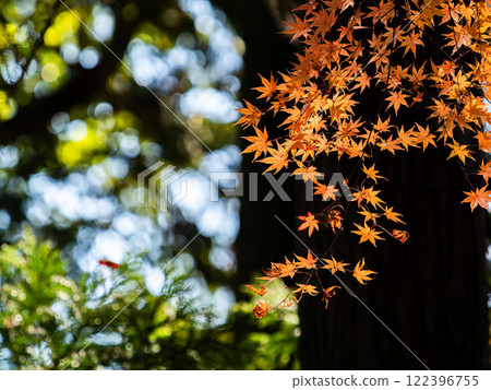 Brightly colored autumn leaves shining on a clear autumn day Brightly colored autumn leaves shining on a clear autumn day 122396755