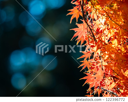 Brightly colored autumn leaves shining on a clear autumn day 122396772