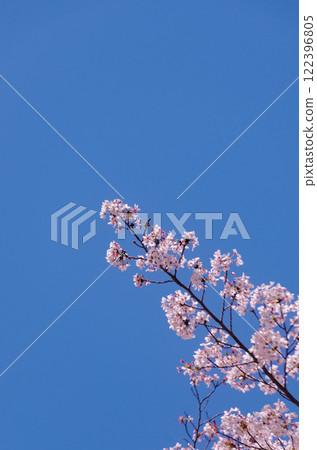 Cherry blossom branches stretching towards the sky 122396805