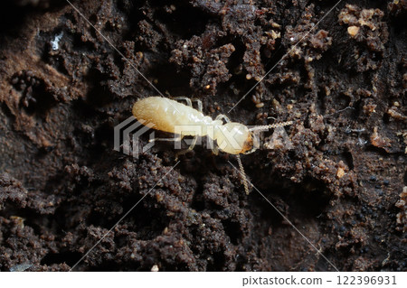 Yamato termite Yamato termite 122396931
