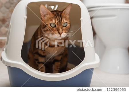 A domestic cat uses a litter box with a lid in the toilet room. 122396963