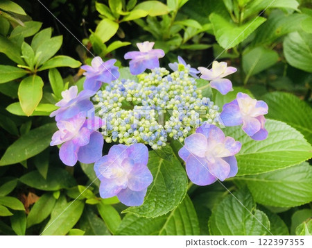 雅庫繡球花 雨季花繡球花 122397355