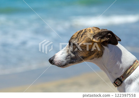 graceful Whippet with a brindle coat stands by the sea graceful Whippet with a brindle coat stands by the sea 122397558