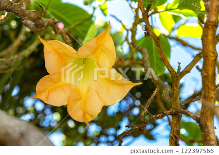 Brugmansia flower is a stunning example of tropical flora. Brugmansia flower is a stunning example of tropical flora. 122397566
