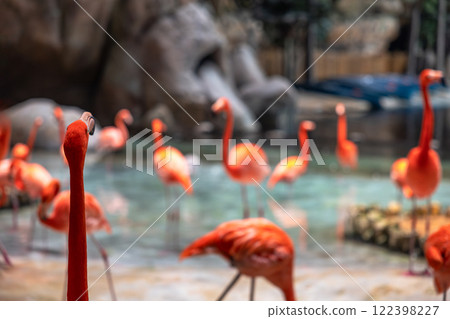 Closeup of a bunch of flamingos in a small lake 122398227