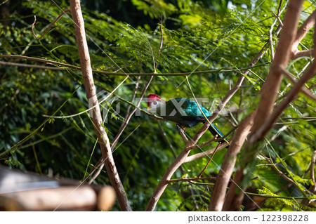 Red-crested Turaco resting on a branch of a tree Red-crested Turaco resting on a branch of a tree 122398228