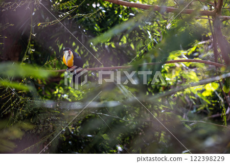 Toucan in a tree Toucan in a tree 122398229