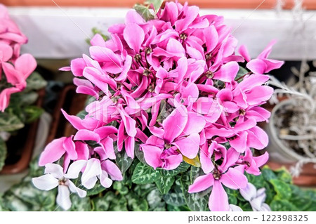 Beautiful blooming cyclamen 122398325