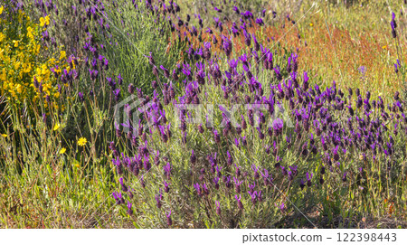 Flowering Lavander Wildflower Background 122398443