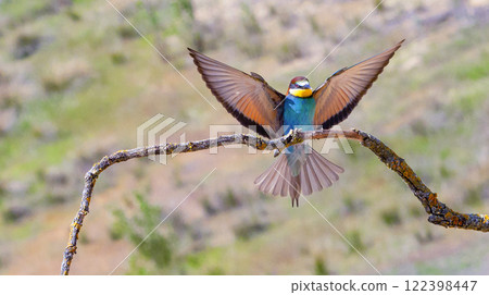Bee-eater 122398447
