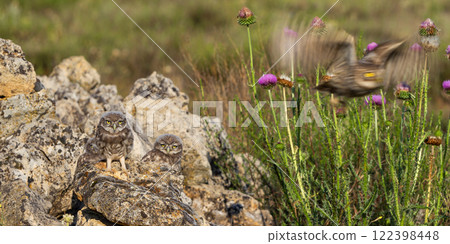 Little Owl 122398448