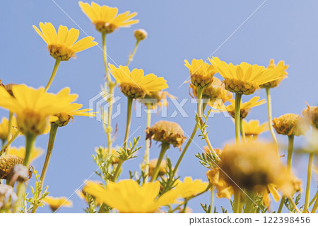 Close up defocused yellow flowers on blue sky background with copy space, low angle view and motion blur 122398456