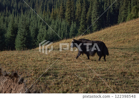 A large black yak with horns walks along a hillside near autumn forest 122398548