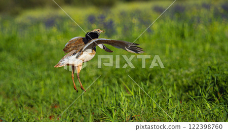 Little Bustard, Spain 122398760