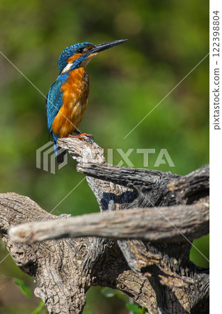 Kingfisher, Monfrague National Park, Spain 122398804