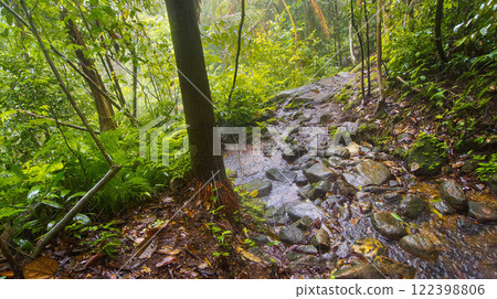 Forest River, Sinharaja National Park Rain Forest, Sri Lanka Forest River, Sinharaja National Park Rain Forest, Sri Lanka 122398806