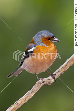 Chaffinch 122398851