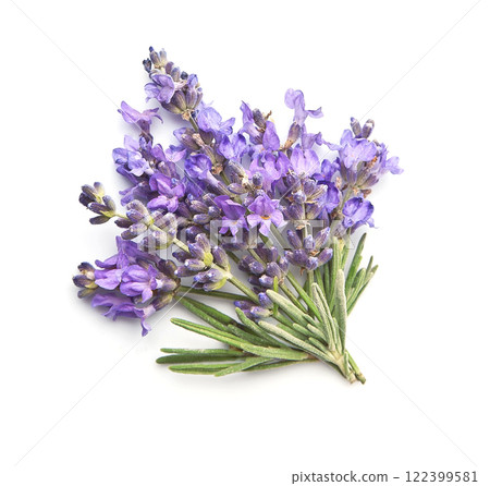 Lavender flower on white backgrounds Lavender flower on white backgrounds 122399581