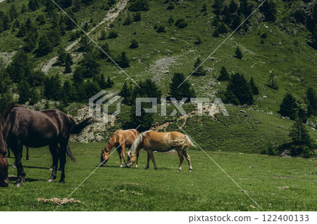 Horses grazing in the mountains on a summer day, with the beautiful Italian Alps in the background 122400133