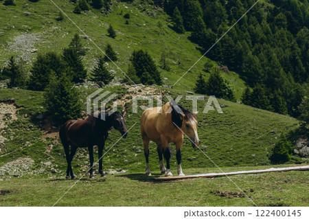 Horses graze in the mountain meadows of the Italian Alps on a sunny summer day 122400145