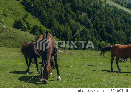 Horses graze in the mountain meadows of the Italian Alps on a sunny summer day Horses graze in the mountain meadows of the Italian Alps on a sunny summer day 122400146