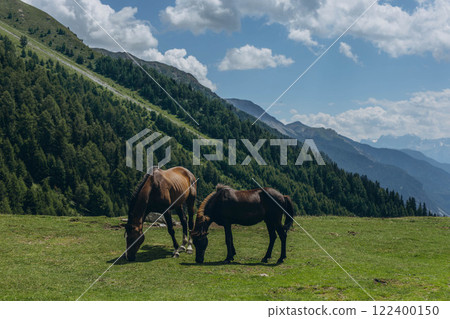 Horses grazing in the mountains on a summer day, with the beautiful Italian Alps in the background Horses grazing in the mountains on a summer day, with the beautiful Italian Alps in the background 122400150