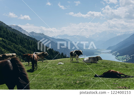 Beautiful landscape with snowy mountains and grazing cows on a green field 122400153