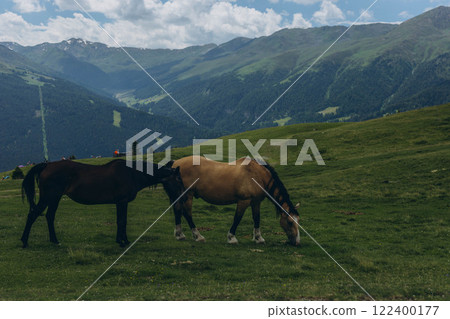 Horses grazing in the mountains on a summer day, with the beautiful Italian Alps in the background 122400177