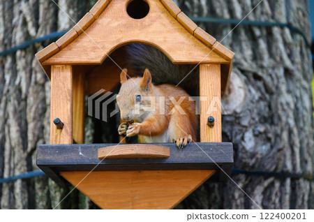 A squirrel sits on the edge of a wooden feeder, holding food in its paws. 122400201
