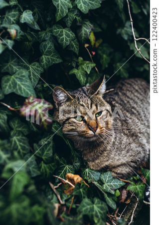 Gray cat sitting in the grass, blending with the natural outdoor surroundings 122400423