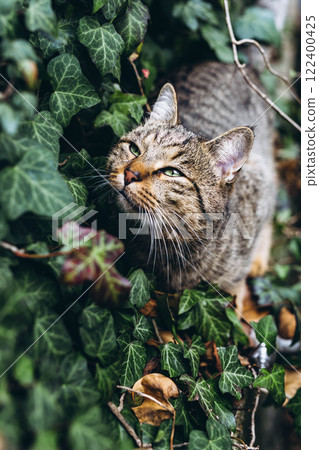 Gray cat sitting in the grass, blending with the natural outdoor surroundings 122400425
