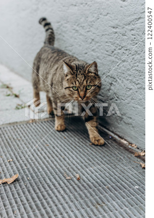 Beautiful gray cat in the city, sitting near a house, enjoying the urban surroundings Beautiful gray cat in the city, sitting near a house, enjoying the urban surroundings 122400547