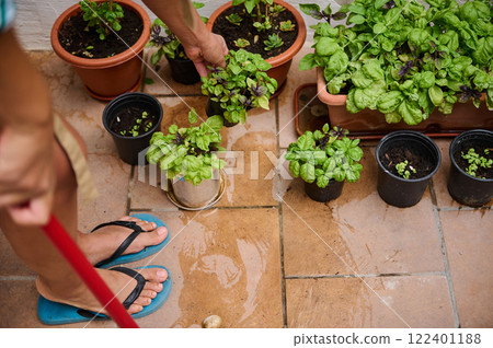 Person Tending Potted Herbs and Plants on Outdoor Garden Patio Person Tending Potted Herbs and Plants on Outdoor Garden Patio 122401188