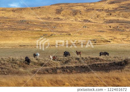 A rare breed of Icelandic horse in the autumn pastures of western Iceland 122401672