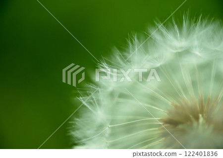 The cotton hat I saw early in the morning The cotton hat I saw early in the morning 122401836