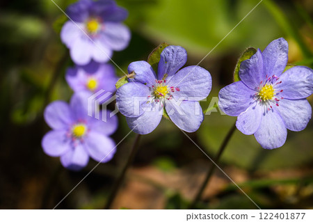 Breathtaking view of round-lobed hepatica flower. Breathtaking view of round-lobed hepatica flower. 122401877