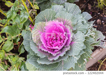 Fresh violet Cabbage plant leaves. Bed of ornamental cabbage 122402044