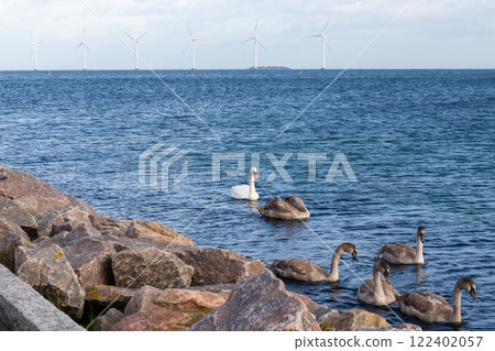 Flock of swans on the sea and Wind turbine farm power genarator in beautiful nature landscape. 122402057